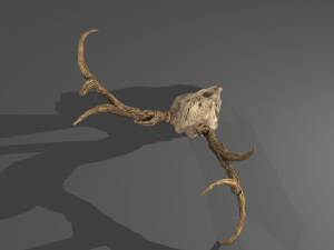 Stag skull Modelo 3D