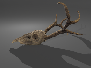 Stag skull Modelo 3D