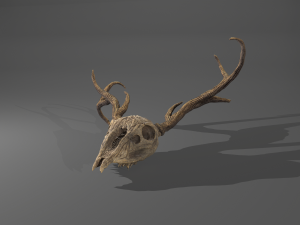 Stag skull Modelo 3D