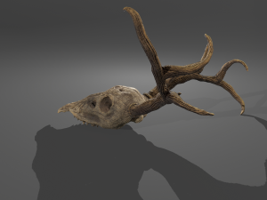 Stag skull Modelo 3D