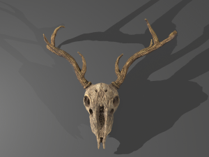 Stag skull Modelo 3D