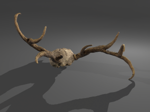 Stag skull Modelo 3D