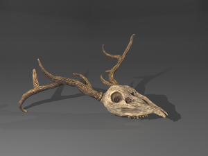 Stag skull Modelo 3D