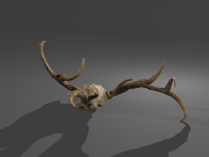 Stag skull Modelo 3D