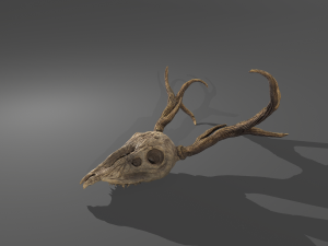 Stag skull Modelo 3D