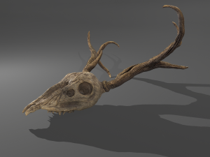 Stag skull Modelo 3D