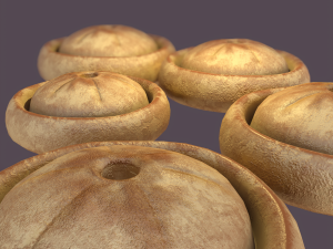 Medieval meat pie Model 3D