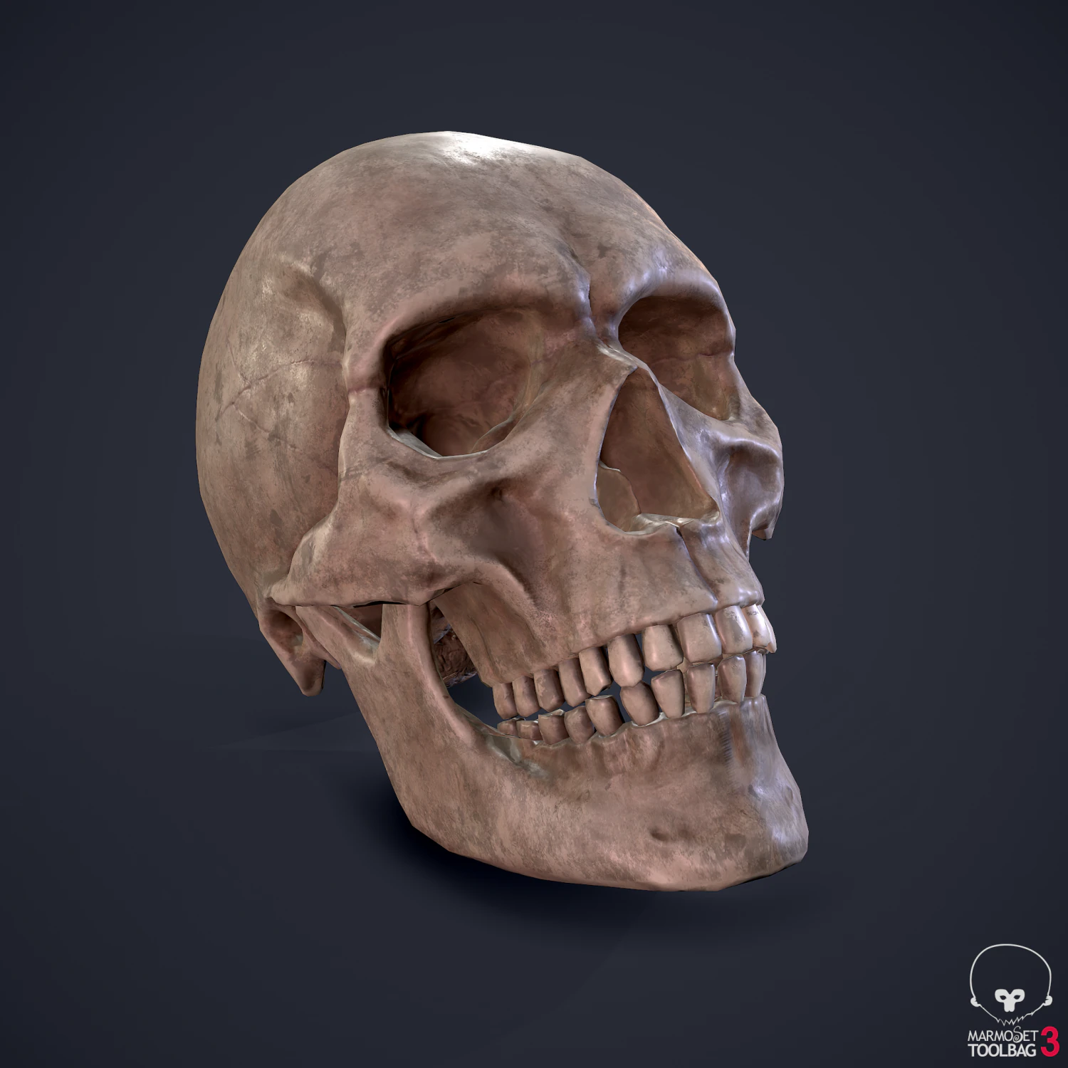 skull 3D Model .c4d .max .obj .3ds .fbx .stl .blend 