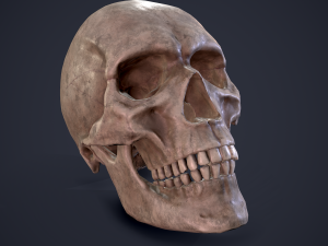 skull 3D Модель