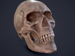 skull 3D Model