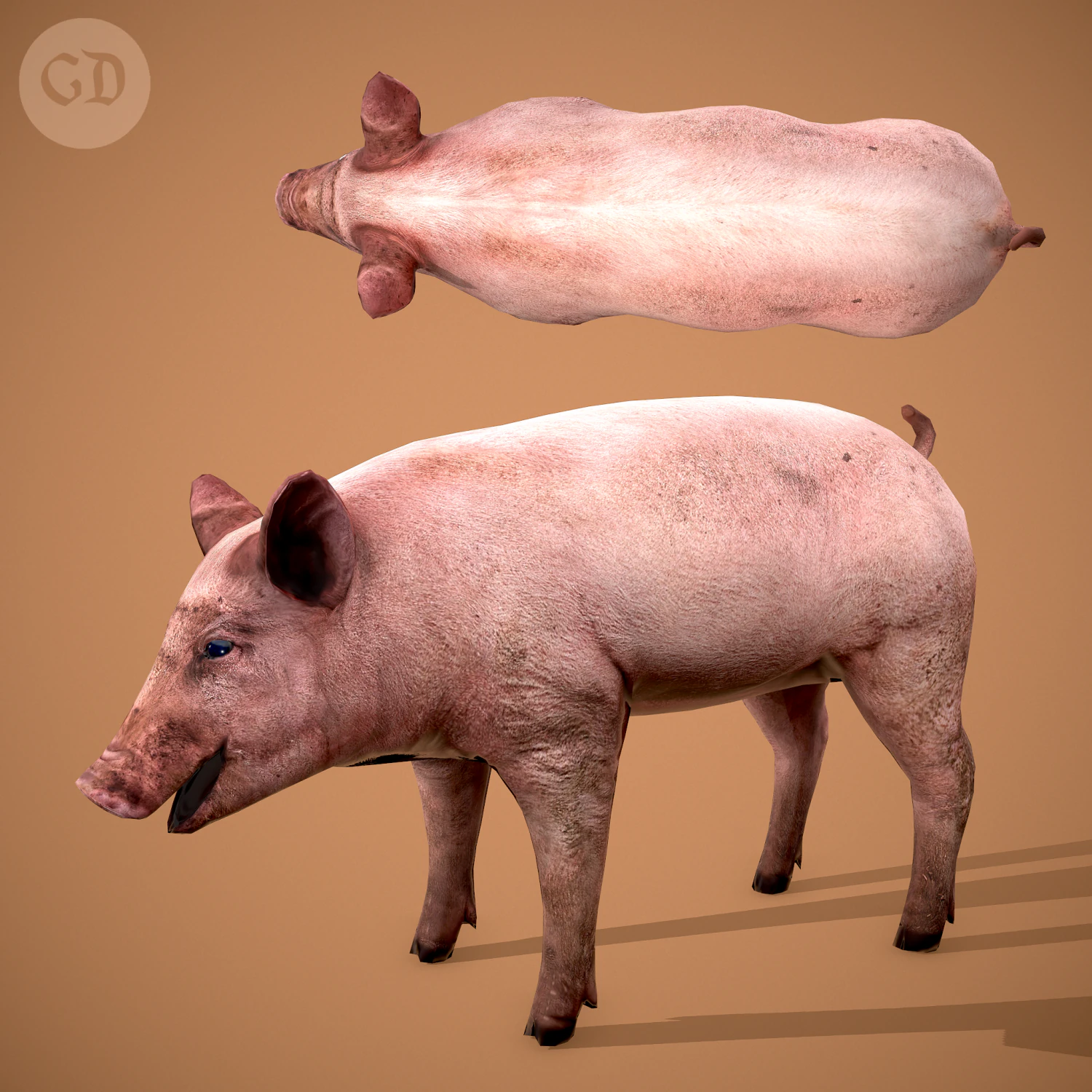 Dirty pig 3D Model .c4d .max .obj .3ds .fbx .stl .blend 