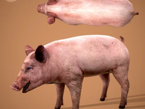 더러운 돼지 3D 모델