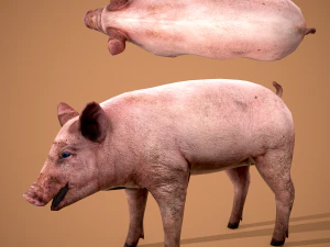Dirty pig 3D Model