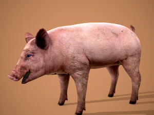 Dirty pig 3D Model
