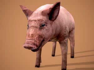 Dirty pig 3D Model