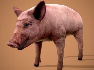 Dirty pig 3D Model