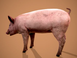 Dirty pig 3D Model