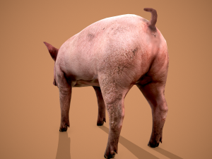 Dirty pig Modelo 3D