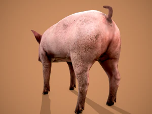 Dirty pig 3D Model