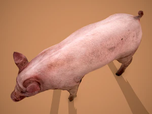 Dirty pig 3D Model