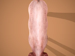Dirty pig 3D Model