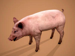 Dirty pig 3D Model
