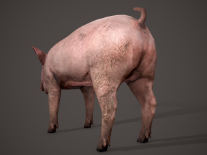 Dirty pig Modelo 3D