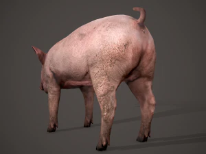 Dirty pig 3D Model