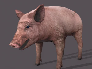 Dirty pig 3D Model