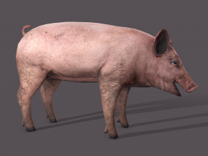 Dirty pig Modelo 3D