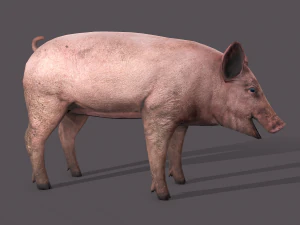 Dirty pig 3D Model