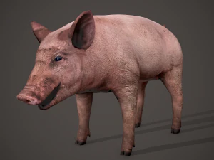 Dirty pig 3D Model