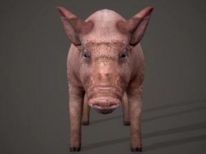 Dirty pig 3D Model