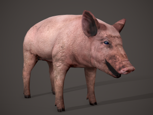 Dirty pig Modelo 3D