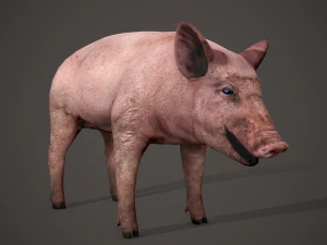 Dirty pig 3D Model