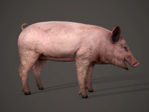 Dirty pig 3D Model