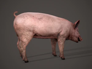 Dirty pig 3D Model