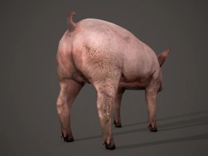 Dirty pig 3D Model