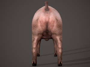Dirty pig Modelo 3D