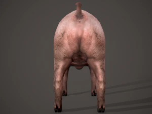 Dirty pig 3D Model