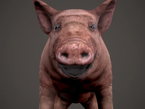 Dirty pig 3D Model