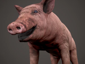 Dirty pig 3D Model