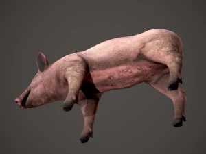 Dirty pig 3D Model
