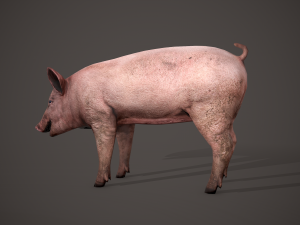 Dirty pig Modelo 3D