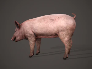 Dirty pig 3D Model