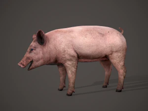 Dirty pig 3D Model