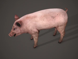 Dirty pig 3D Model