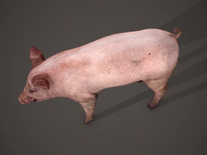 Dirty pig 3D Model