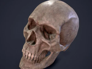 Medieval books and skull 3D Model