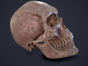 Medieval books and skull 3D Model